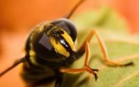 Муравьям и пчёлам нужен особенный способ для общения. Они живут всего по шесть недель, а в улье или муравейнике их обитает тысячи, и все они должны работать как единый механизм, так что вряд ли насекомые запоминают «лица» отдельных особей. Вместо этого они используют запах, чтобы сообщить, кто они т
