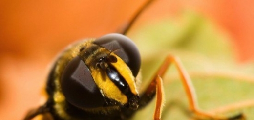 Муравьям и пчёлам нужен особенный способ для общения. Они живут всего по шесть недель, а в улье или муравейнике их обитает тысячи, и все они должны работать как единый механизм, так что вряд ли насекомые запоминают «лица» отдельных особей. Вместо этого они используют запах, чтобы сообщить, кто они т