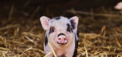 Ученые планируют выращивать органы для трансплантации в свиньях