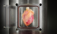 Учёные будут выращивать человеческие сердца из стволовых клеток.