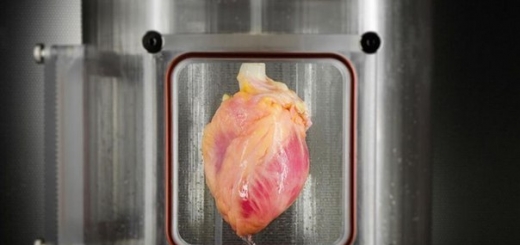 Учёные будут выращивать человеческие сердца из стволовых клеток.