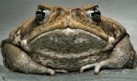Австралийские биологи нашли эффективный способ контроля над численностью популяции ядовитых жаб Bufo marinus.