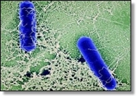 Бактерия, способная убить всё человечество.