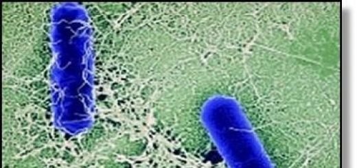 Бактерия, способная убить всё человечество.
