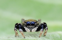 Макроснимки пауков от Джимми Конга (Jimmy Kong)