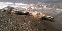 Останки неопознанного гигантского существа выбросило на берег Сахалина