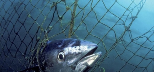 Теоретически, сердце тихоокеанского тунца должно было бы останавливаться каждый раз, когда он опускается на глубину. Не от страха – от холода.