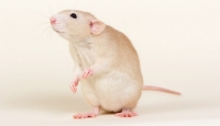 10 самых беспощадных экспериментов над крысами, которые открывают нам много нового про людей