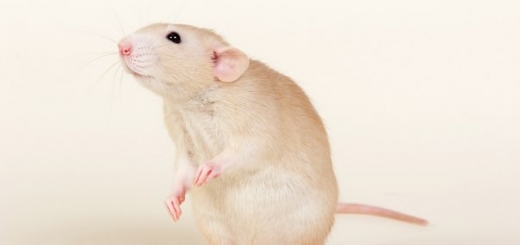 10 самых беспощадных экспериментов над крысами, которые открывают нам много нового про людей