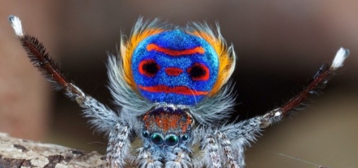 В Австралии открыли новый вид танцующих пауков-павлинов