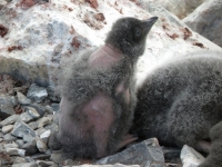 Таинственная пингвинья болезнь добралась до Антарктиды