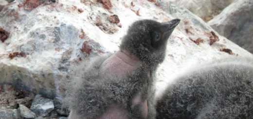Таинственная пингвинья болезнь добралась до Антарктиды