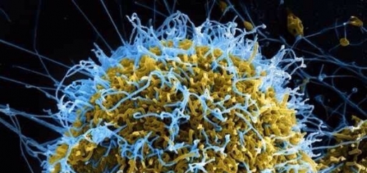 Вирус Эбола может прятаться в семенниках