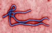 Вирус Эбола мутирует у людей в два раза быстрее