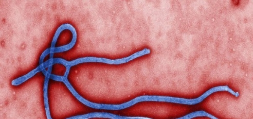 Вирус Эбола мутирует у людей в два раза быстрее