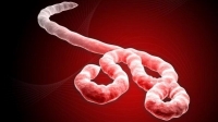 Всемирная организация здравоохранения: Африканская эпидемия лихорадки Эбола теперь представляет угрозу международного масштаба