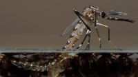 Генетически модифицированные самцы комаров, потомство которых погибает еще на стадии личинки, должны сократить местную популяцию кровососущих и снизить риск получить с их укусами одно из опасных заболеваний.